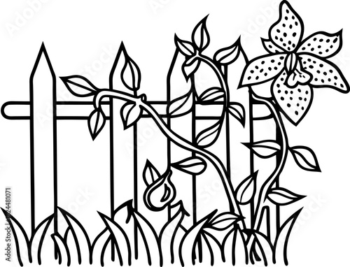 Climbing orchid vine on garden fence with blooming flower and grass line art illustration