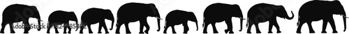 Silhouette of elephant herd walking together in nature, wildlife illustration, African safari animals, family group, animal conservation concept