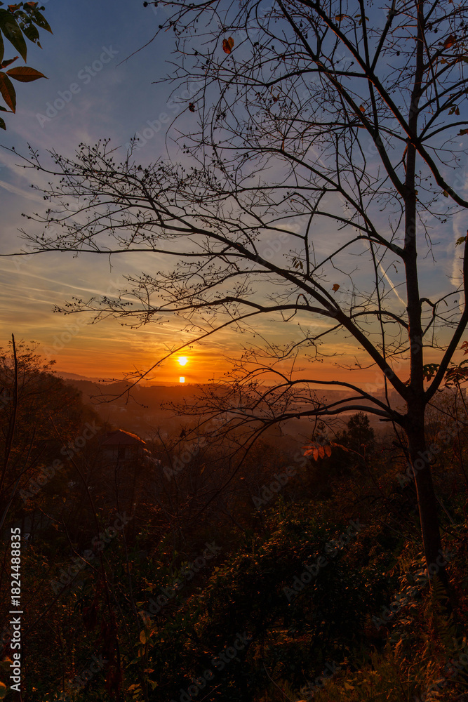 Naklejka premium Sunset Through Bare Trees in Forest