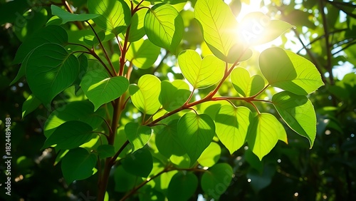 kava. Pacific islands kava pepper plant with heart-shaped leaves under tropical sunlight. gardening catalogs, home-decor guides, designed for home decor and floral branding.