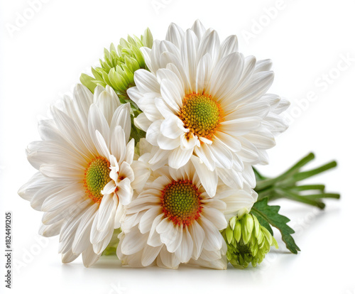 Daisy flower isolated on white