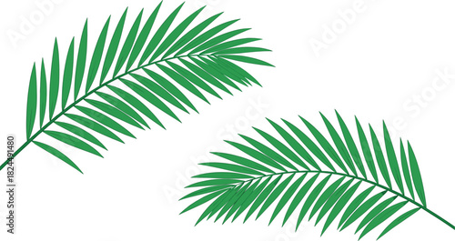 Simple Vector Illustration of Two Green Tropical Palm Tree Fronds, Ideal for Representing Summer Vacation, Exotic Destinations, Tropical Backgrounds, and Botanical Design Elements