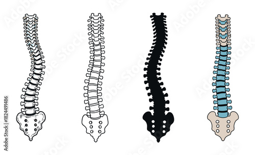 Four human spinal column illustrations in different artistic styles including a hand-drawn sketch, line art, solid black silhouette, and simple color diagram