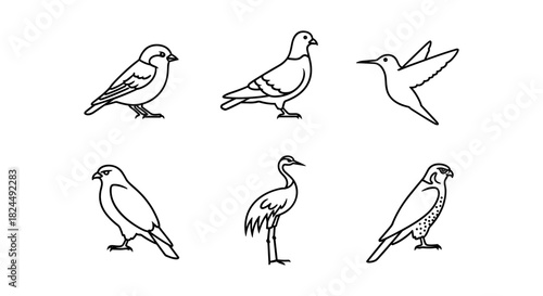Minimalist birds collection: elegant linear avian designs for modern decor