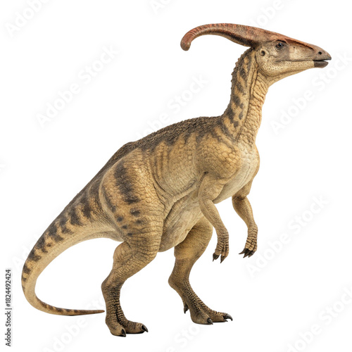 Realistic Parasaurolophus Dinosaur Isolated on White Background

