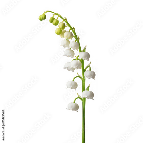 Lily of the valley flower, convallaria majalis, with delicate white bell-shaped blossoms on a single green stem isolated.