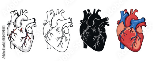 Set of four human heart illustrations showing various artistic styles, including a detailed engraving, a simple outline, a bold black silhouette, and a full color cartoon