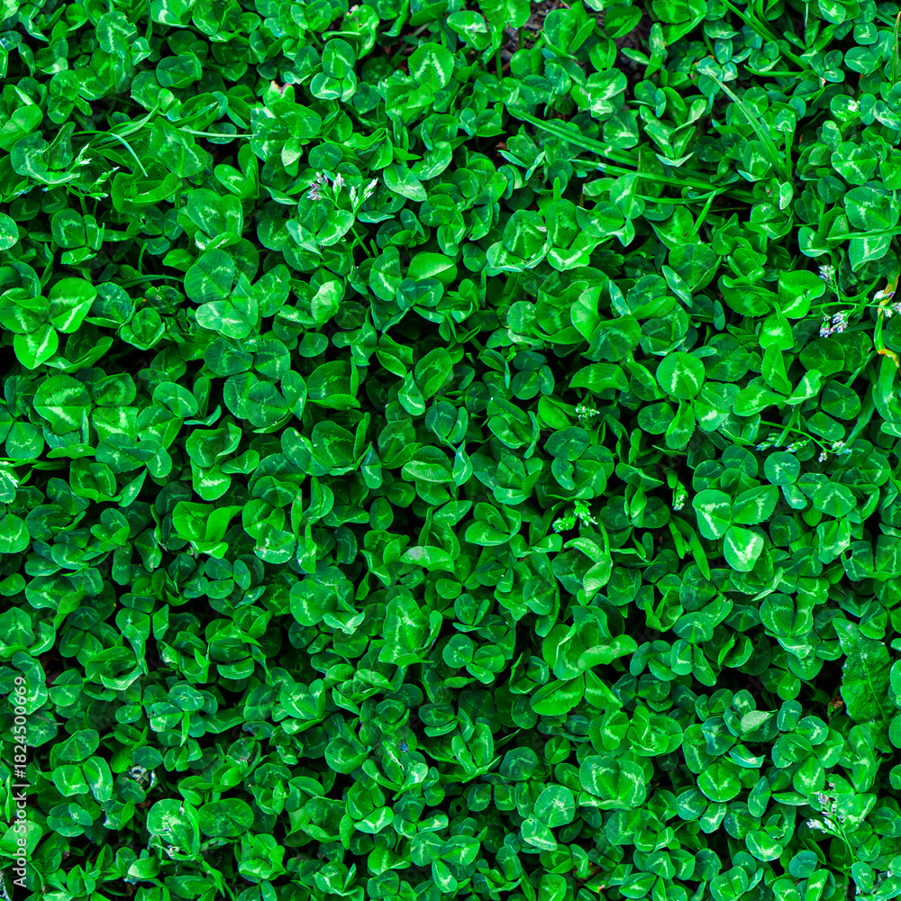 Obraz premium Green grass texture. Field of green grass, a lawn in spring. Background of color grass. Closeup of a freshly mowed lawn, park. Sports turf surface. Backdrop of pasture close up. Nature Wallpaper.