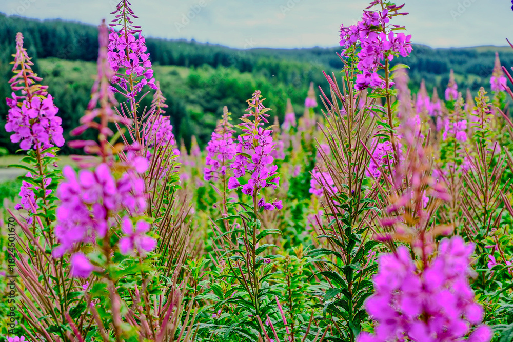 Obraz premium lavender flowers in the field