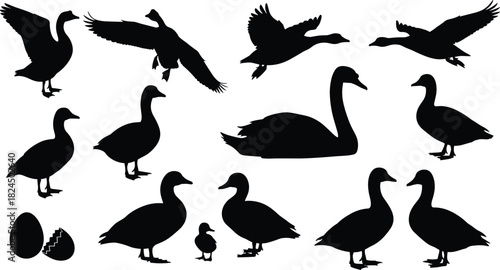 Black Silhouette Vector Set of Swans, Geese, Ducks, and Goslings, Featuring Birds in Flight, Standing, and Swimming Poses, Illustrating Poultry and Waterfowl Life.