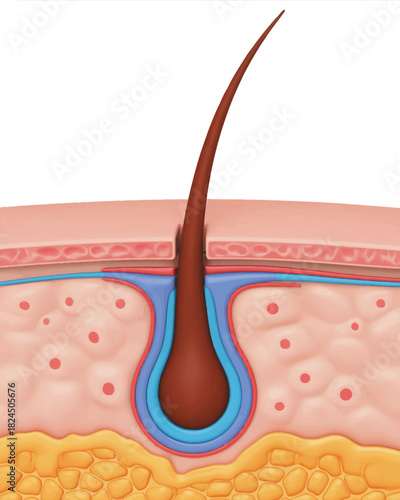 Anatomy of human hair follicle and skin layers 3d illustration