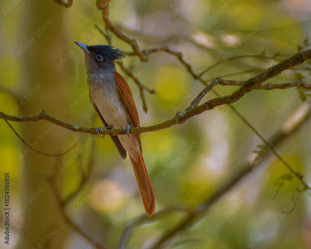 Fototapeta premium black capped kingfisher