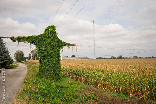 A vine growing on a pole formed in the shape of a scarecrow. Korbusz near Prudnik - Poland