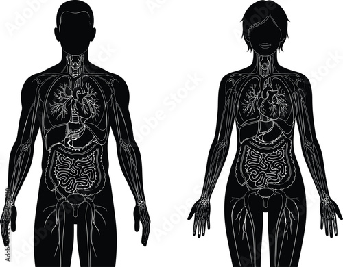 Male and female human body silhouettes displaying internal organs, circulatory, and digestive systems for medical and biological study.