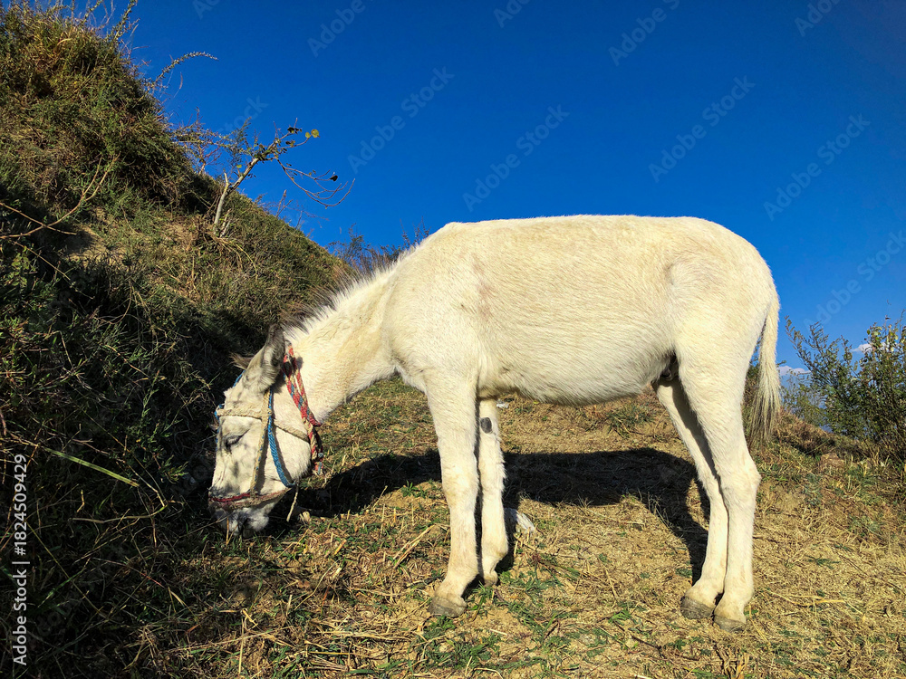 Obraz premium Donkey grazing in a meadow at sunset, Donkey in mountain
