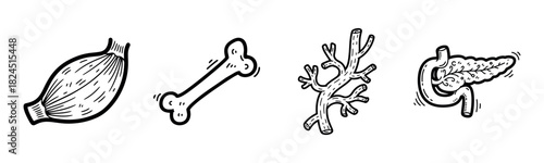 Hand-drawn biological illustrations of muscle, bone, nerve, and pancreas