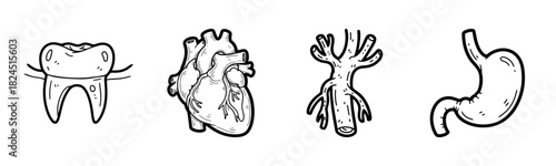 Illustrated anatomy: tooth, heart, lung, stomach line art collection