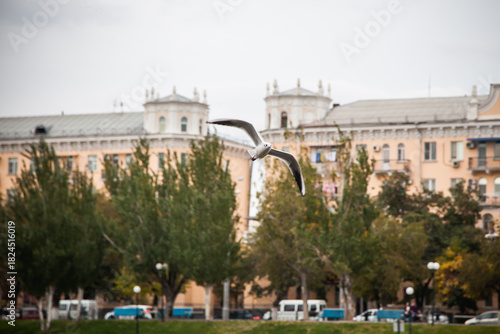 Seagull Flying Over Historic City Buildings