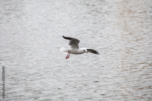Seagull in Flight Above Blue Water