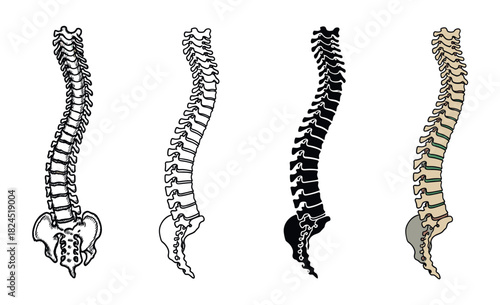 Four human spine illustrations in different styles including a detailed sketch, simple outline, black silhouette, and color drawing for medical or anatomical education