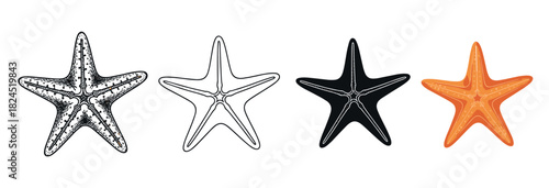 Four starfish vector icons presented in a collection of different graphic styles, including detailed sketch, simple line art, solid black silhouette, and a flat orange color version
