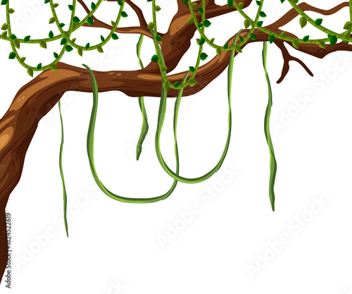 Tropical rainforest branch with hanging vines foliage