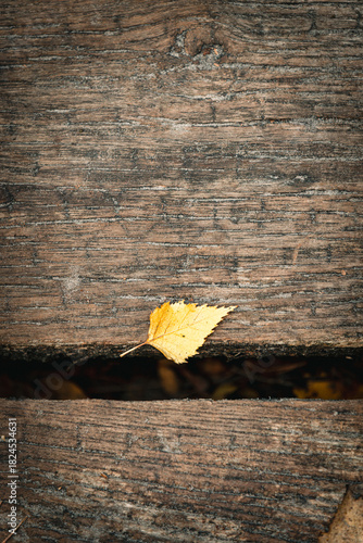 Feuille d’automne posée sur du bois ancien