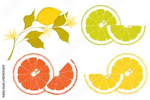 Vibrant collection of citrus fruits: whole lemons with leaves, sliced limes, oranges, and grapefruits. Perfect for food packaging, menus, or summer-themed designs.