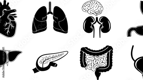 Clean monochrome vector icons of major human organs for healthcare design