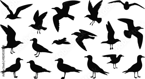 Silhouettes of 16 seagulls in flight and standing poses, black vector illustration, cad drawing flat vector illustration