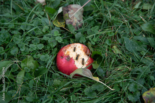 Bees eating a fallen apple