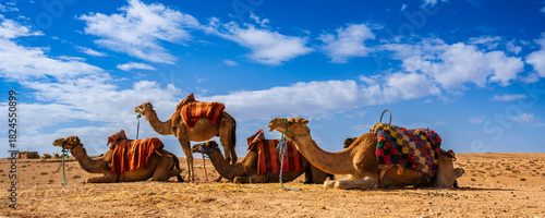 Camels resting in a vast desert landscape under a vibrant blue sky with scattered clouds. Agafay Desert, Marrakesh-Safi, Morocco