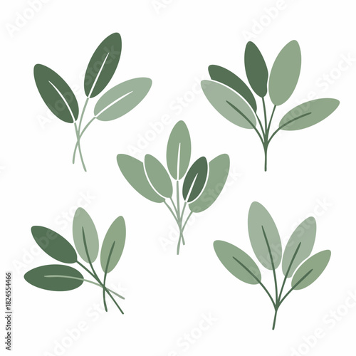 Collection of various green leaf sprigs and branches botanical illustration.