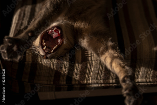 Cat yawning with paws stretched on a striped cushion in dim lighting.