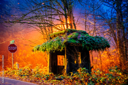 A small, abandoned hut with a moss-covered roof next to a stop sign in a vibrant forest. Bainbridge Island, WA, USA