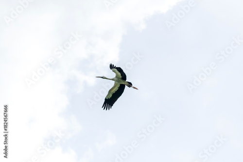 Asian open bill is flying on isolated blue sky