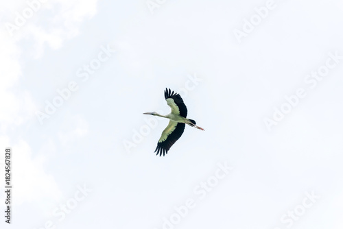 Asian open bill is flying on isolated blue sky