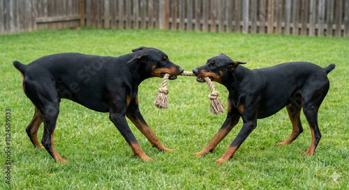 Dobermann Pinscher