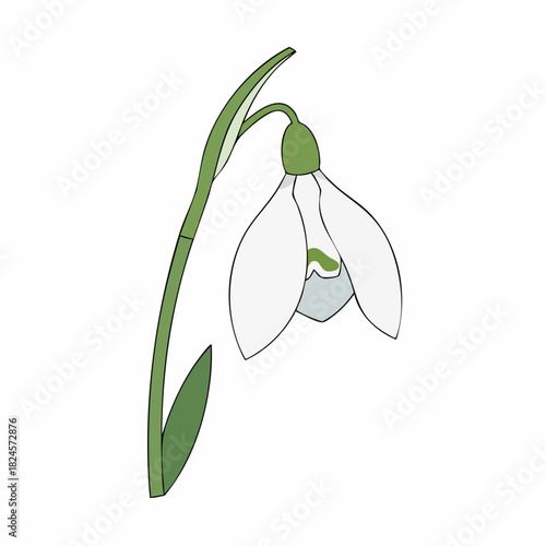 Delicate Snowdrop Flower Illustration with Graceful Stem and Drooping White Petals.
