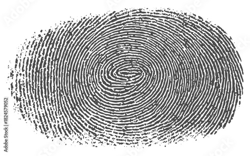Biometric fingerprint swirl pattern with detailed ridge flow for technology and identity graphics