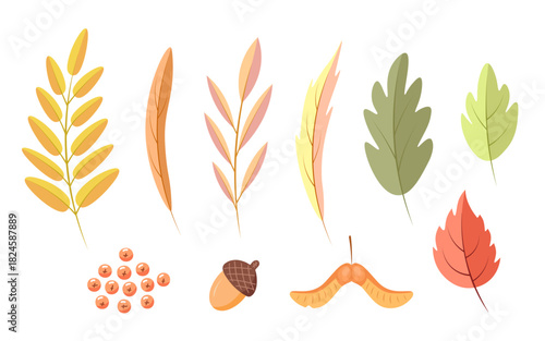 Autumn leaves, acorn, rowan set. Vector Illustration for printing, backgrounds, covers and packaging. Image can be used for greeting cards, posters, stickers and textile. Isolated on white background.