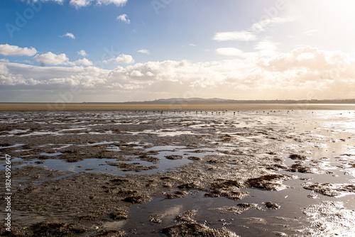 Shorebirds Foraging on Wet Tidal Flats with Distant Dublin Skyline