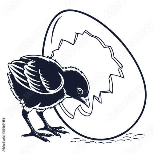 Chick Hatching from Eggshell on White Background chicken baby bird
