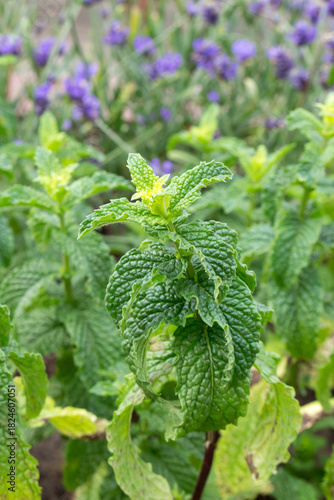 Curly mint grows in the garden, natural background, top view