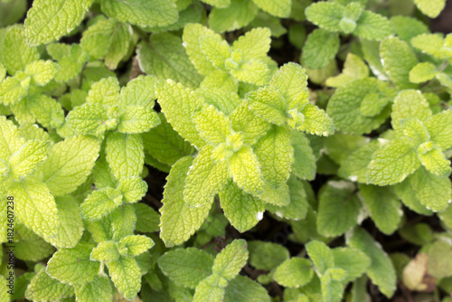 Pineapple mint grows in the garden, natural background, top view