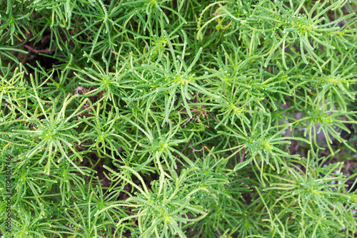 Olive herb (Santolina viridis), green perennial plant, seasoning.