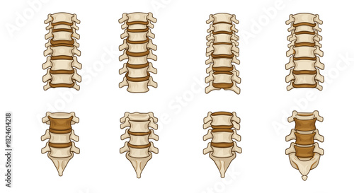 Detailed anatomy of the human spine: cervical, thoracic, lumbar vertebrae