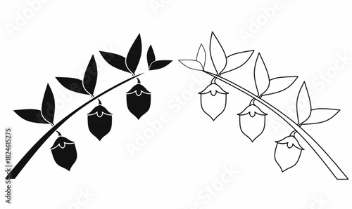 outline silhouette Jojoba nut icon set.(Simmondsia chinensis) also commonly called goat nut, deer nut, pignut, wild hazel, quinine nut, coffeeberry, and gray box bush. 