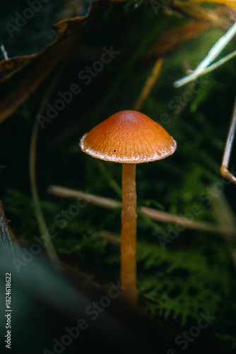 A solitary, slender orange mushroom stands out vividly against a deep, dark, mossy forest background