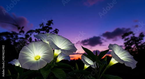 Luminous white moonflowers glowing in the foreground against a colorful purple and orange twilight sky.